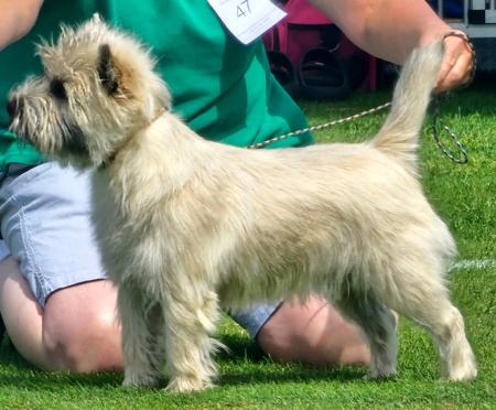 Cairn Terrier for sale by BIGNSMOL
