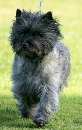 Cairn Terrier for sale by BIGNSMOL