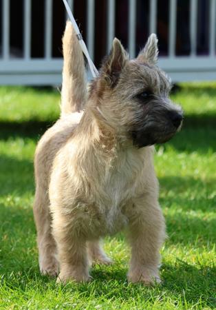 Cairn Terrier for sale by BIGNSMOL