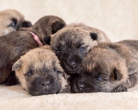 Cairn Terrier for sale by KARENLESLIE