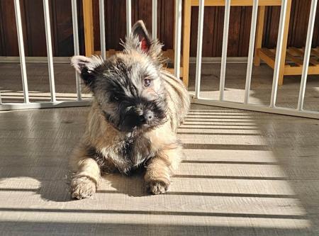 Bignsmol Bizzy Bee Cairn Terrier