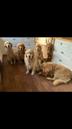 Golden Retriever for sale by BURANI