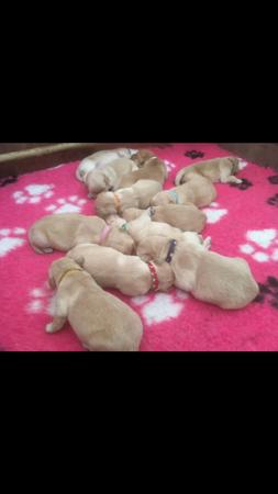 Golden Retriever for sale by BURANI