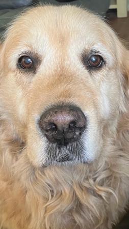 Golden Retriever for sale by BURANI