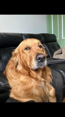 Golden Retriever for sale by BURANI