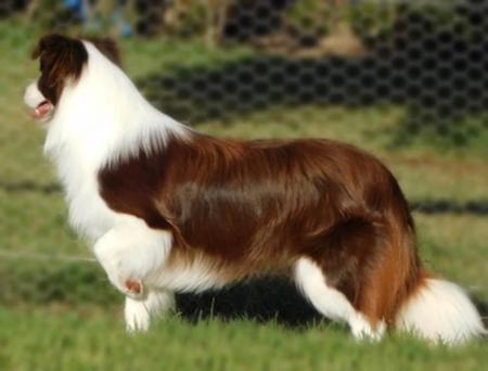 Border Collie puppy for sale by AURICULA