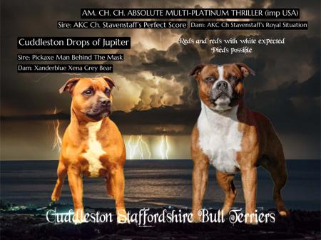 Staffordshire Bull Terrier for sale by CUDDLESTON