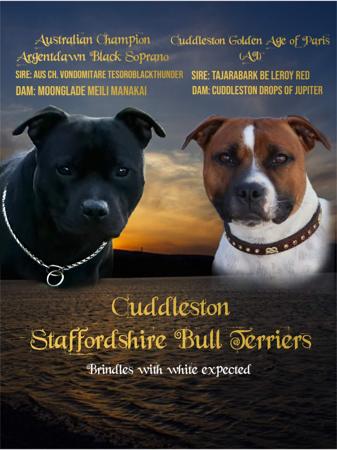 Staffordshire Bull Terrier for sale by CUDDLESTON
