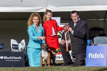 Staffordshire Bull Terrier for sale by CUDDLESTON