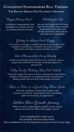 Staffordshire Bull Terrier for sale by CUDDLESTON