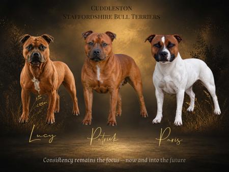 Staffordshire Bull Terrier for sale by CUDDLESTON