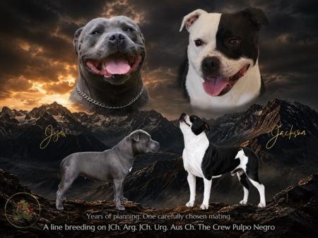 Staffordshire Bull Terrier for sale by CUDDLESTON