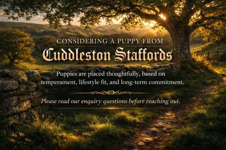 Staffordshire Bull Terrier for sale by CUDDLESTON