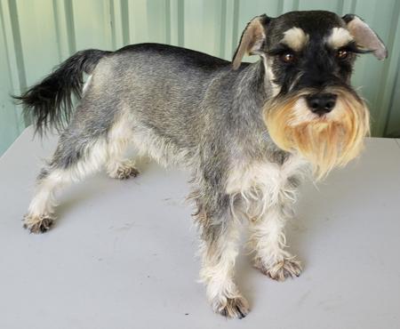 Schnauzer (Miniature) for sale by JAGENWOLF
