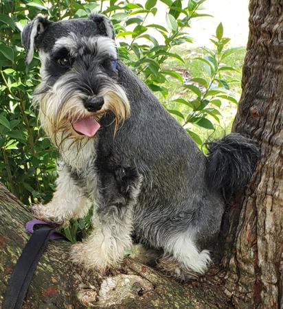 Schnauzer (Miniature) for sale by MARJIE64