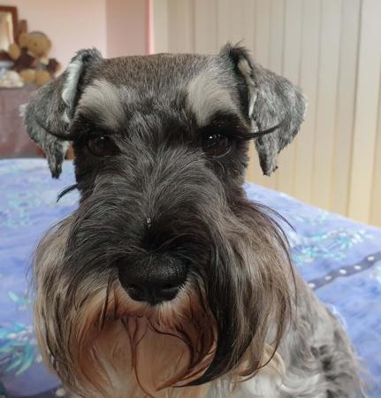 Schnauzer (Miniature) for sale by JAGENWOLF