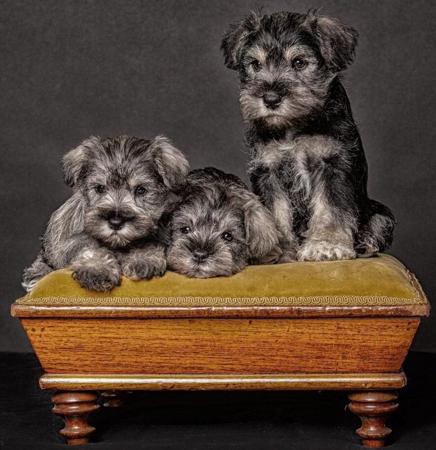 Schnauzer (Miniature) for sale by JAGENWOLF
