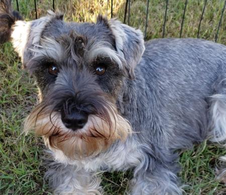 Schnauzer (Miniature) for sale by JAGENWOLF