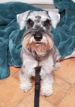 Schnauzer (Miniature) for sale by JAGENWOLF