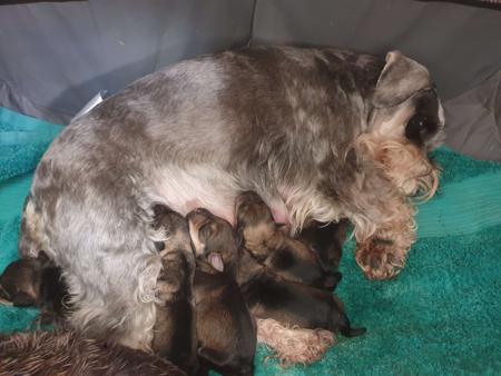 Schnauzer (Miniature) puppy for sale by MARJIE64