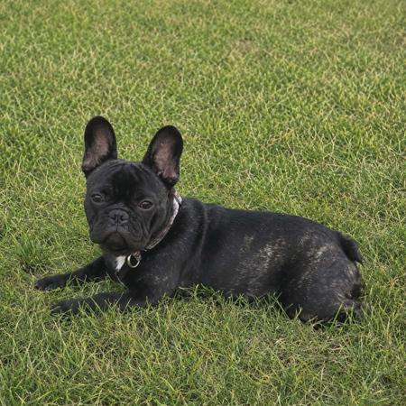 French Bulldog puppy for sale by ALANGROVE