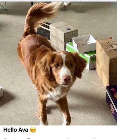 Nova Scotia Duck Tolling Retriever for sale by AVASCOTIA