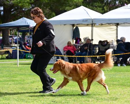 Nova Scotia Duck Tolling Retriever for sale by AVASCOTIA