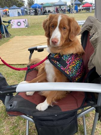 Nova Scotia Duck Tolling Retriever for sale by AVASCOTIA