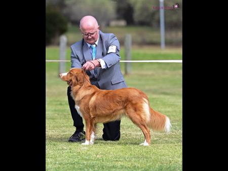 Nova Scotia Duck Tolling Retriever for sale by AVASCOTIA