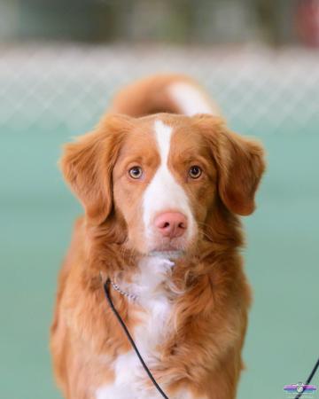 Nova Scotia Duck Tolling Retriever for sale by ROWBULL