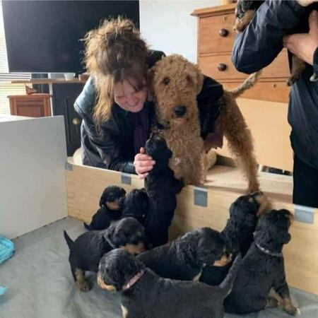 Airedale Terrier for sale by FORTUNEZGIFT
