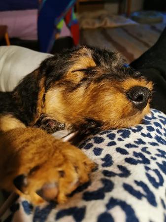Airedale Terrier for sale by FORTUNEZGIFT