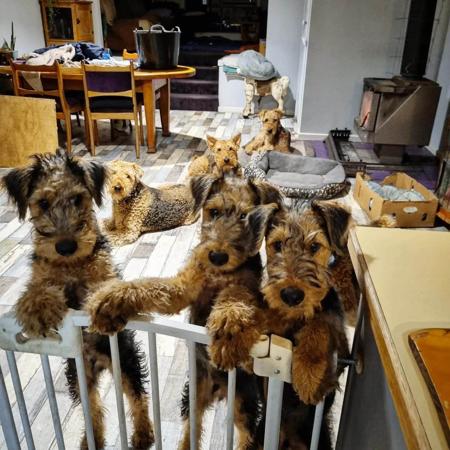 Airedale Terrier for sale by FORTUNEZGIFT