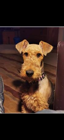 Airedale Terrier for sale by FORTUNEZGIFT