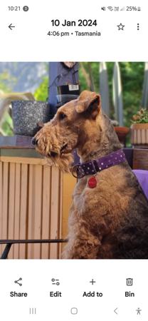 Airedale Terrier for sale by FORTUNEZGIFT