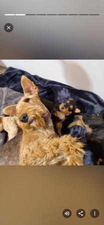 Airedale Terrier for sale by FORTUNEZGIFT