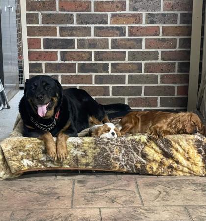 Cavalier King Charles Spaniel for sale by VONMASTIKA