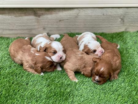 Cavalier King Charles Spaniel for sale by VONMASTIKA