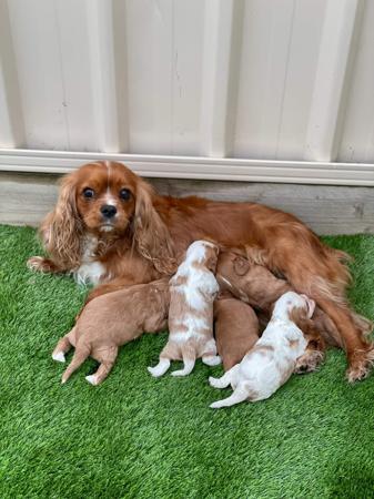 Cavalier King Charles Spaniel for sale by VONMASTIKA