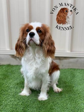Cavalier King Charles Spaniel for sale by VONMASTIKA