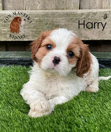 Cavalier King Charles Spaniel for sale by VONMASTIKA