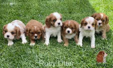 Cavalier King Charles Spaniel for sale by VONMASTIKA