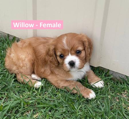 Cavalier King Charles Spaniel for sale by VONMASTIKA
