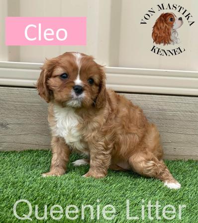 Cavalier King Charles Spaniel for sale by VONMASTIKA