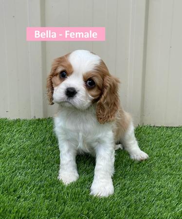 Cavalier King Charles Spaniel for sale by VONMASTIKA