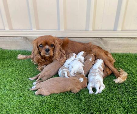 Cavalier King Charles Spaniel for sale by VONMASTIKA