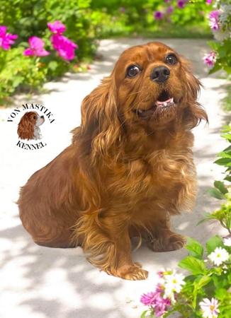 Cavalier King Charles Spaniel for sale by VONMASTIKA