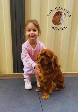 Cavalier King Charles Spaniel for sale by VONMASTIKA