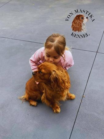 Cavalier King Charles Spaniel for sale by VONMASTIKA