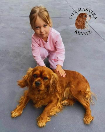 Cavalier King Charles Spaniel for sale by VONMASTIKA